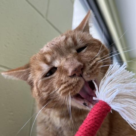 Tungsten, Adoptable, Senior Male Domestic Short Hair.