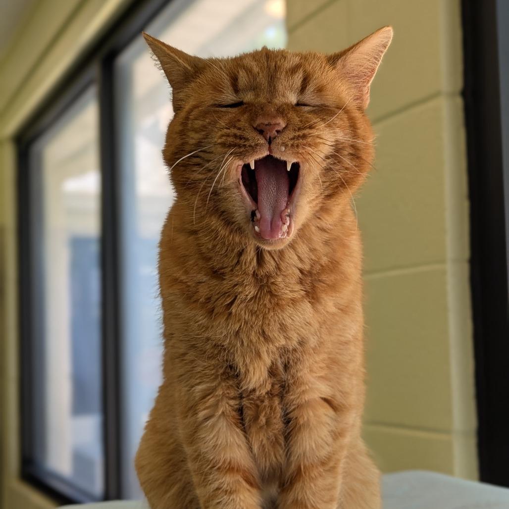Enlarge Tungsten, a Adoptable Domestic Short Hair in Charlottesville, VA image 2/5