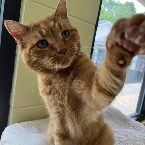 Enlarge Tungsten, a Adoptable Domestic Short Hair in Charlottesville, VA image 3/5