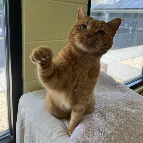 Enlarge Tungsten, a Adoptable Domestic Short Hair in Charlottesville, VA image 4/5