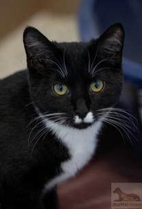 Enlarge Vera, an adopted Domestic Short Hair in Stafford, VA image 1/1