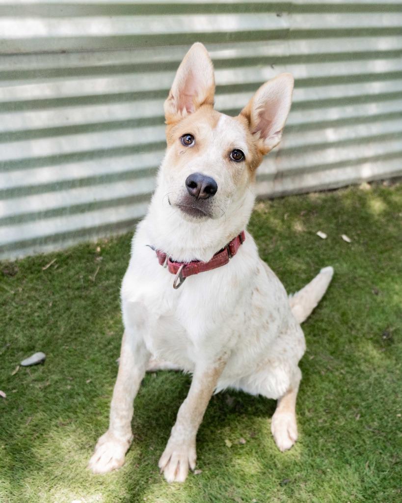Vitani, Adoptable, Adult Male Australian Cattle Dog / Blue Heeler & Belgian Shepherd / Tervuren.