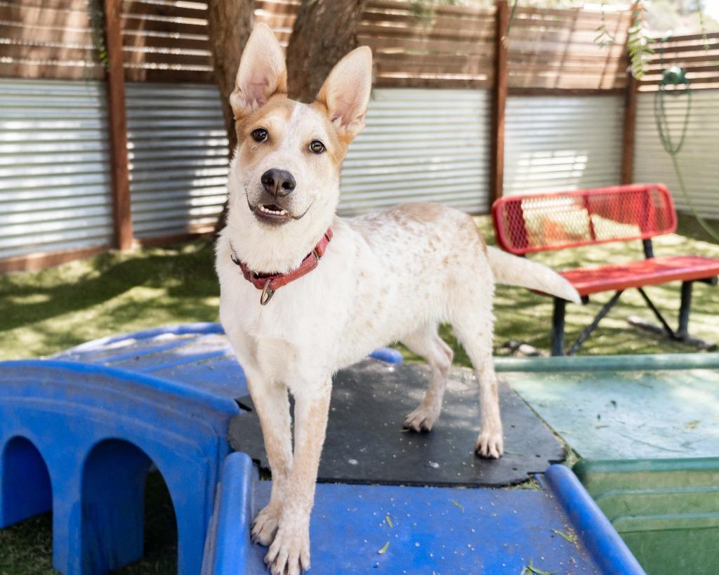 Vitani, a Adoptable mixed breed in San Diego, CA image 2/3