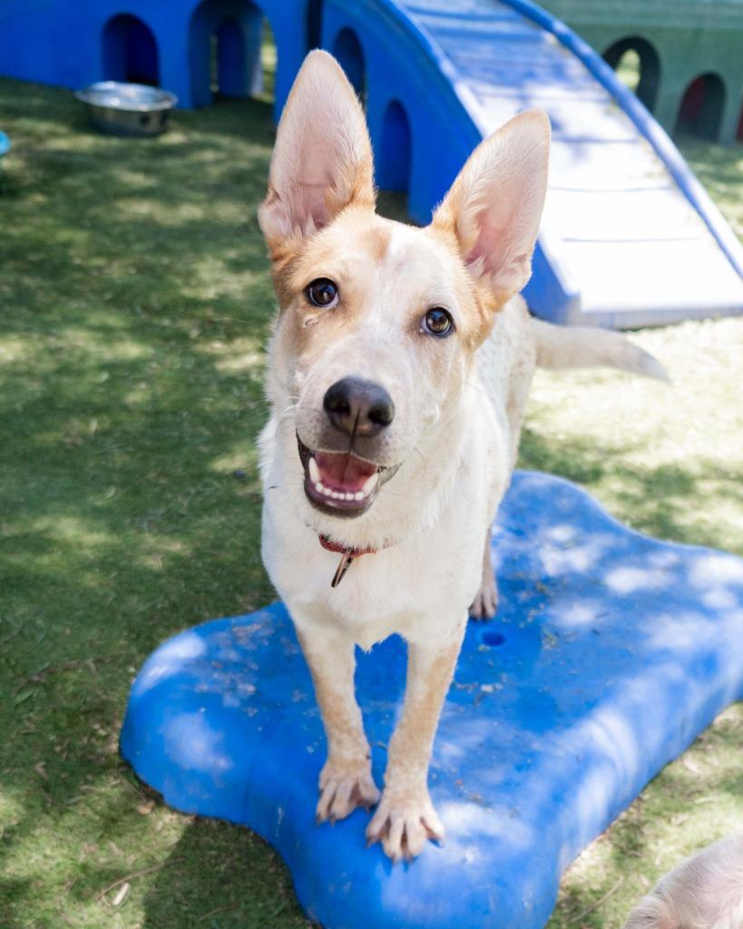 Vitani, a Adoptable mixed breed in San Diego, CA image 3/3