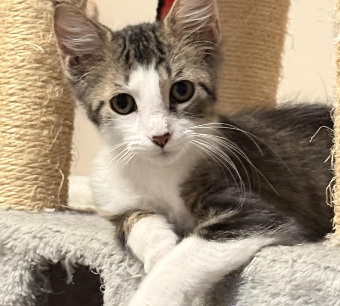 Enlarge RALEIGH, a ADOPTABLE mixed breed in Crystal River, FL image 3/4