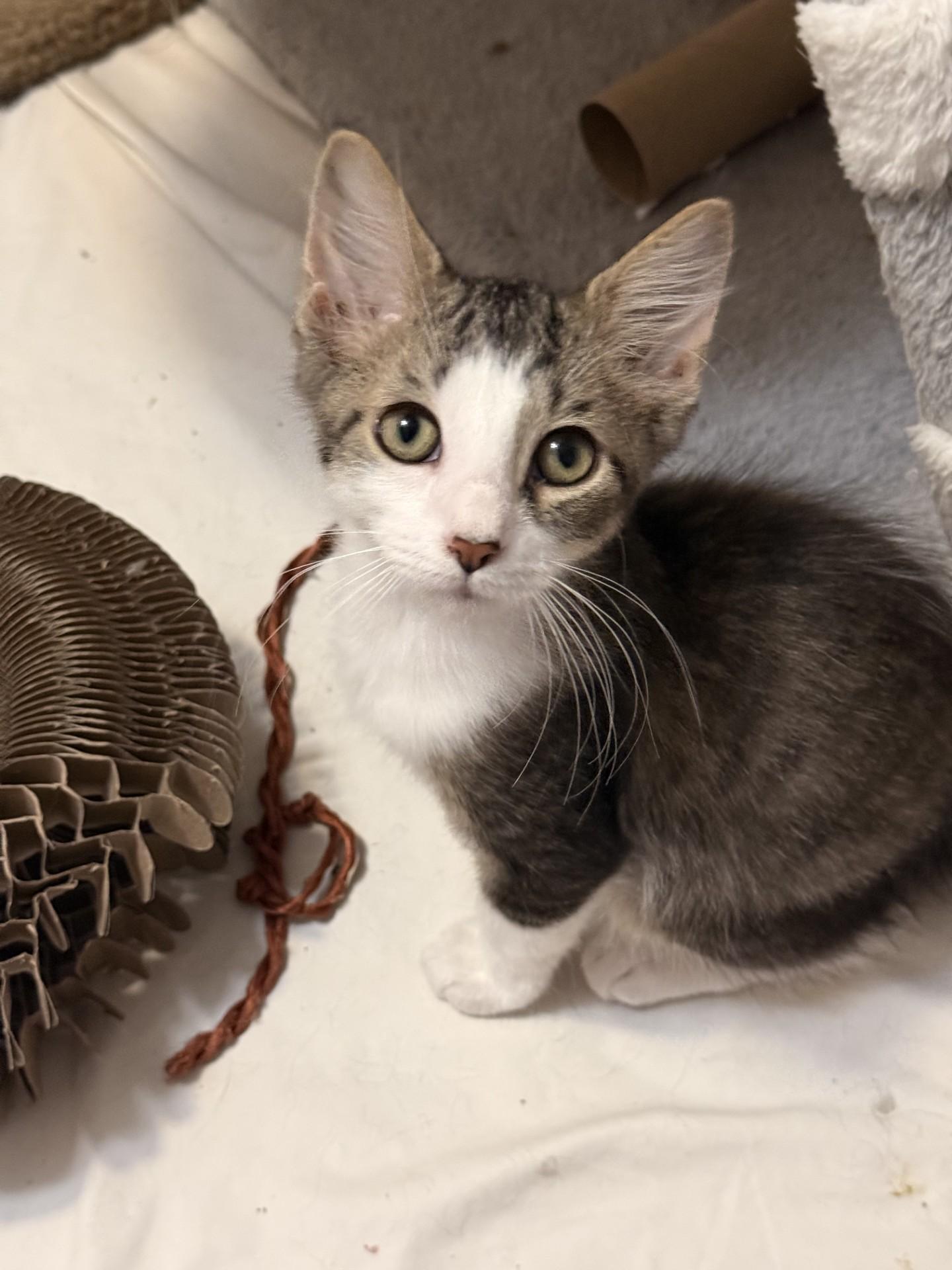Enlarge RALEIGH, a ADOPTABLE mixed breed in Crystal River, FL image 2/4