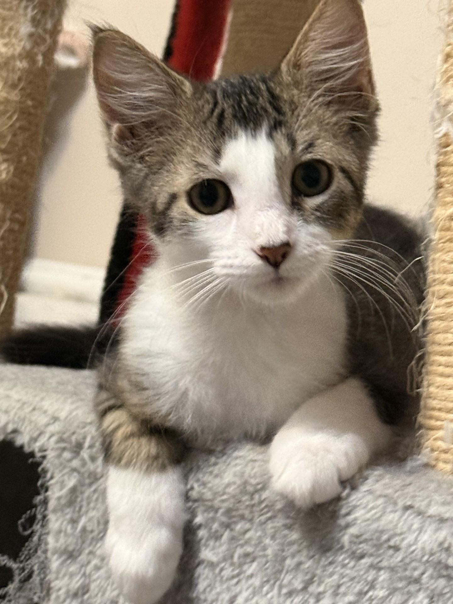 RALEIGH, ADOPTABLE, Young Male Tabby & Domestic Short Hair.