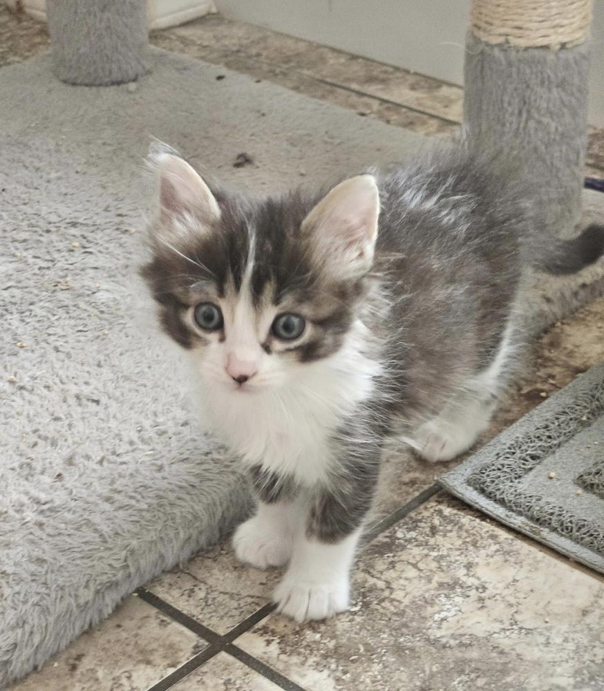 Enlarge Nixy, a Adoptable Domestic Medium Hair in Green Valley, AZ image 1/6