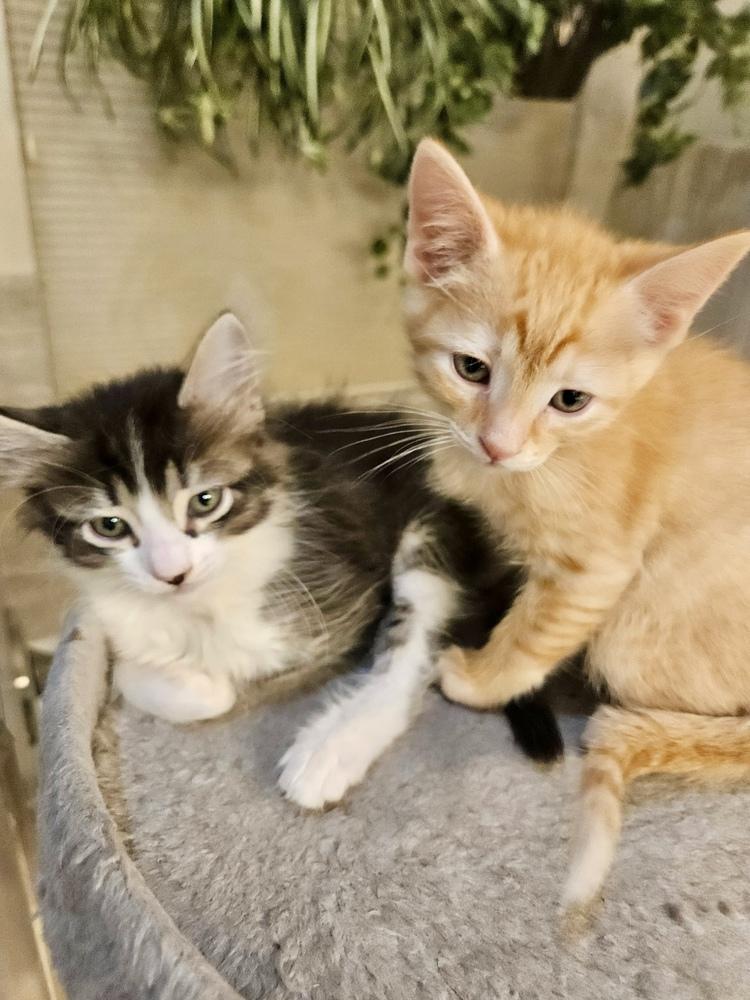 Enlarge Nixy, a Adoptable Domestic Medium Hair in Green Valley, AZ image 3/6