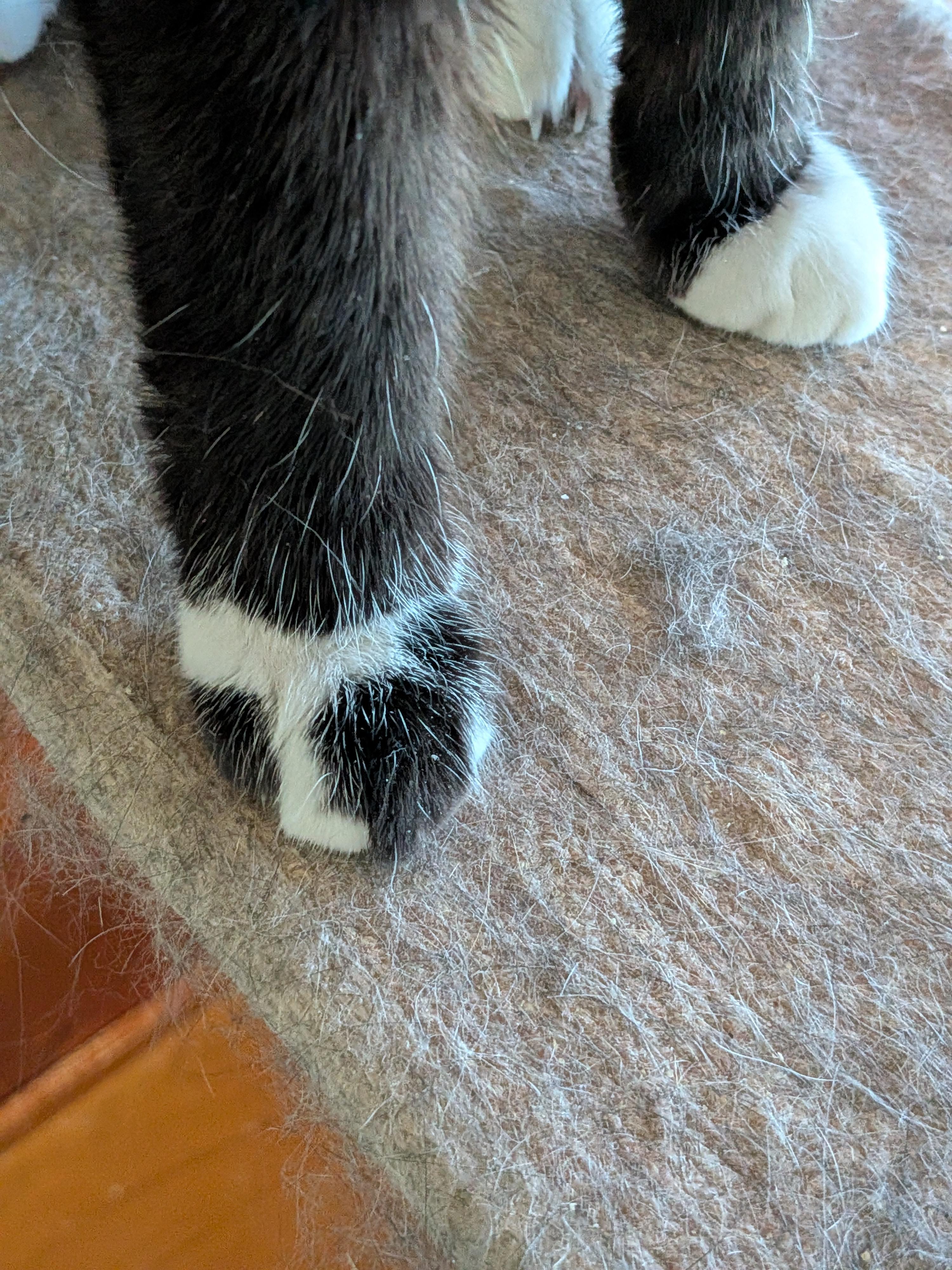 Enlarge Penny, a Adoptable Tuxedo in The Dalles, OR image 2/4