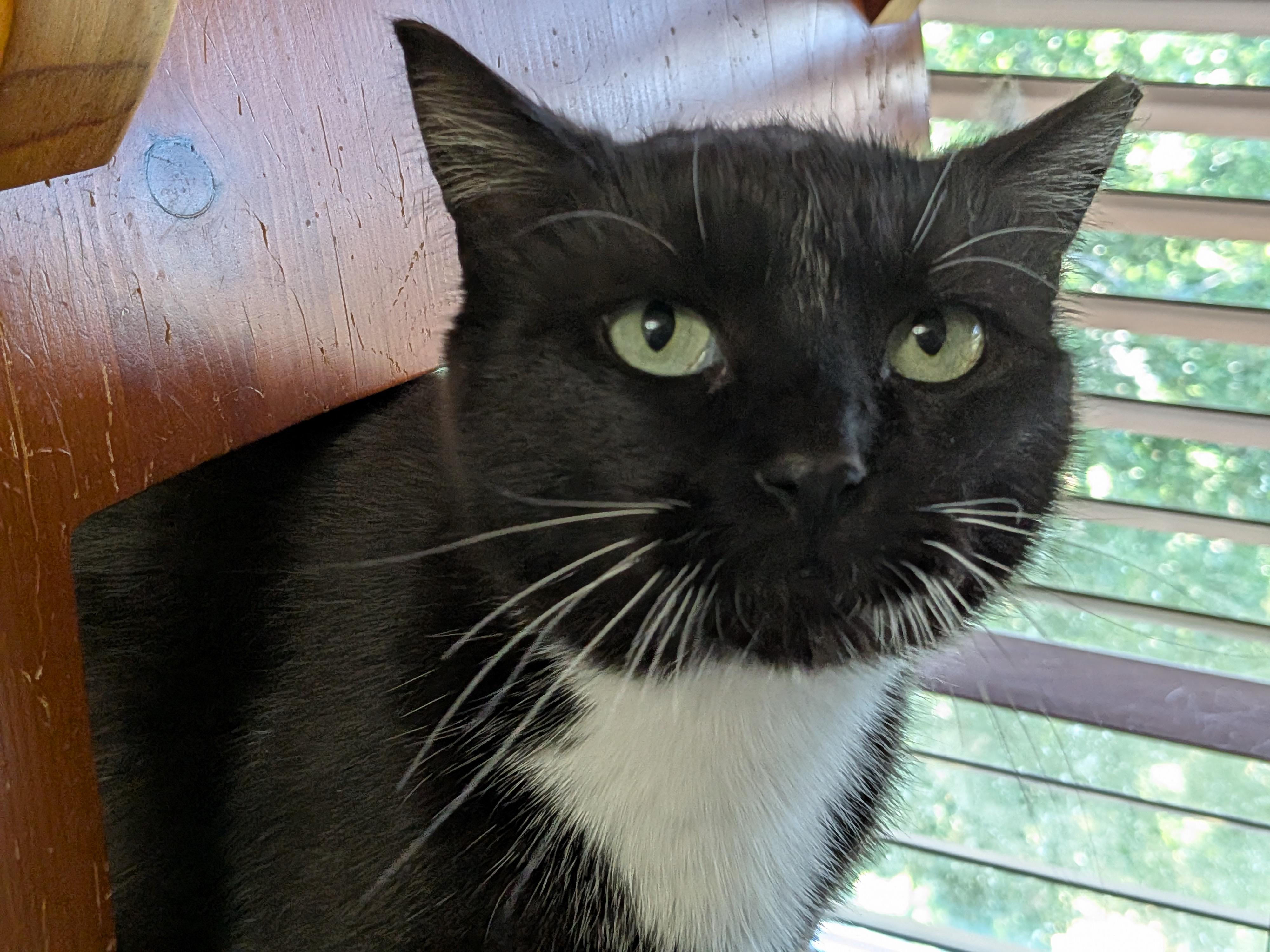 Enlarge Penny, a Adoptable Tuxedo in The Dalles, OR image 3/4
