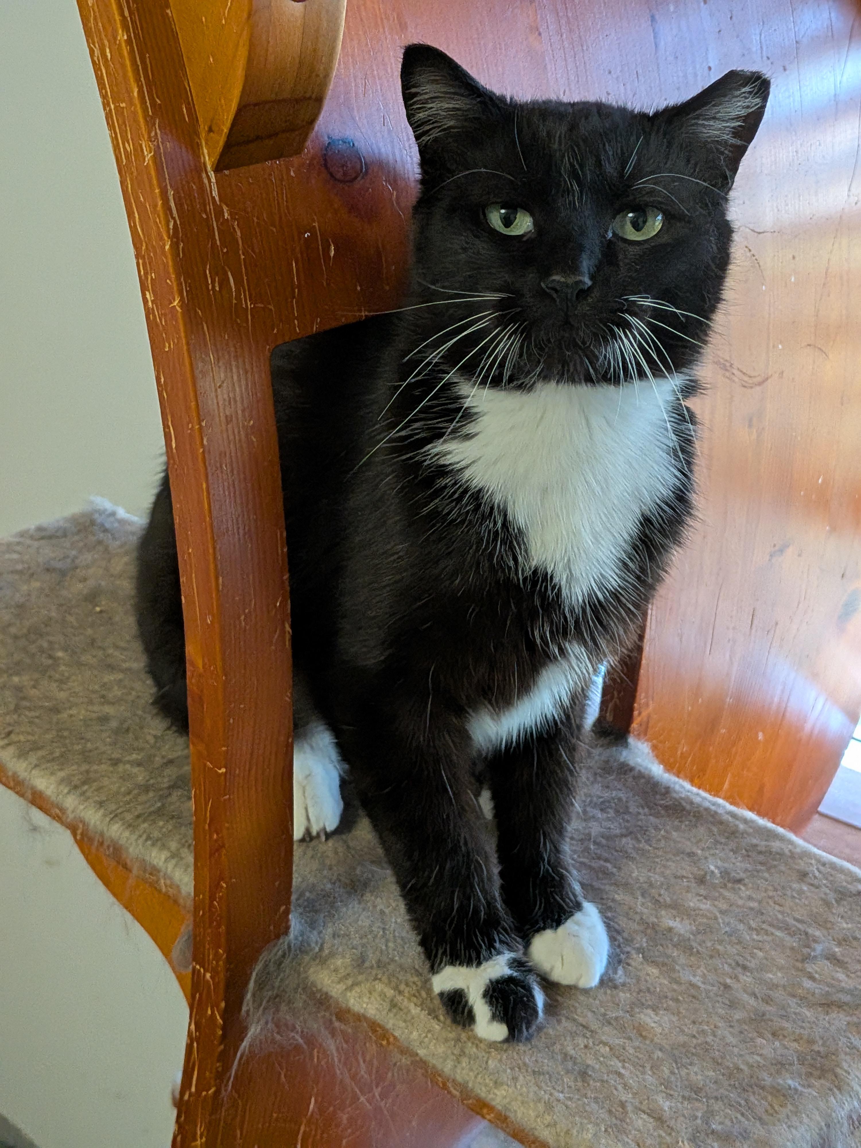 Penny, Adoptable, Young Female Tuxedo.