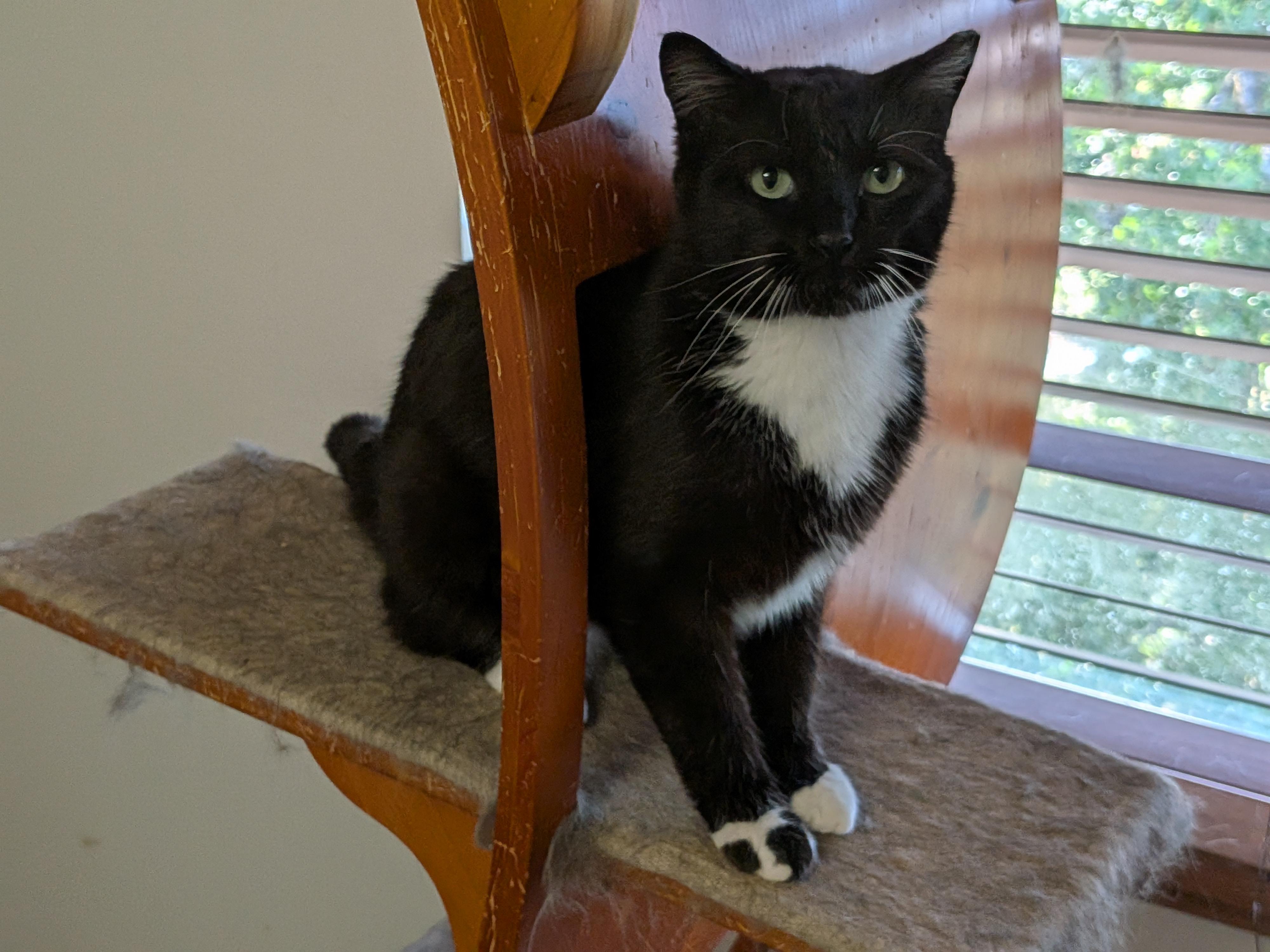 Enlarge Penny, a Adoptable Tuxedo in The Dalles, OR image 4/4