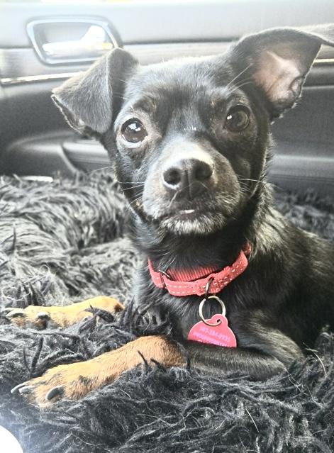 Gordo-:LOCAL sweet, snuggly, loves walks!