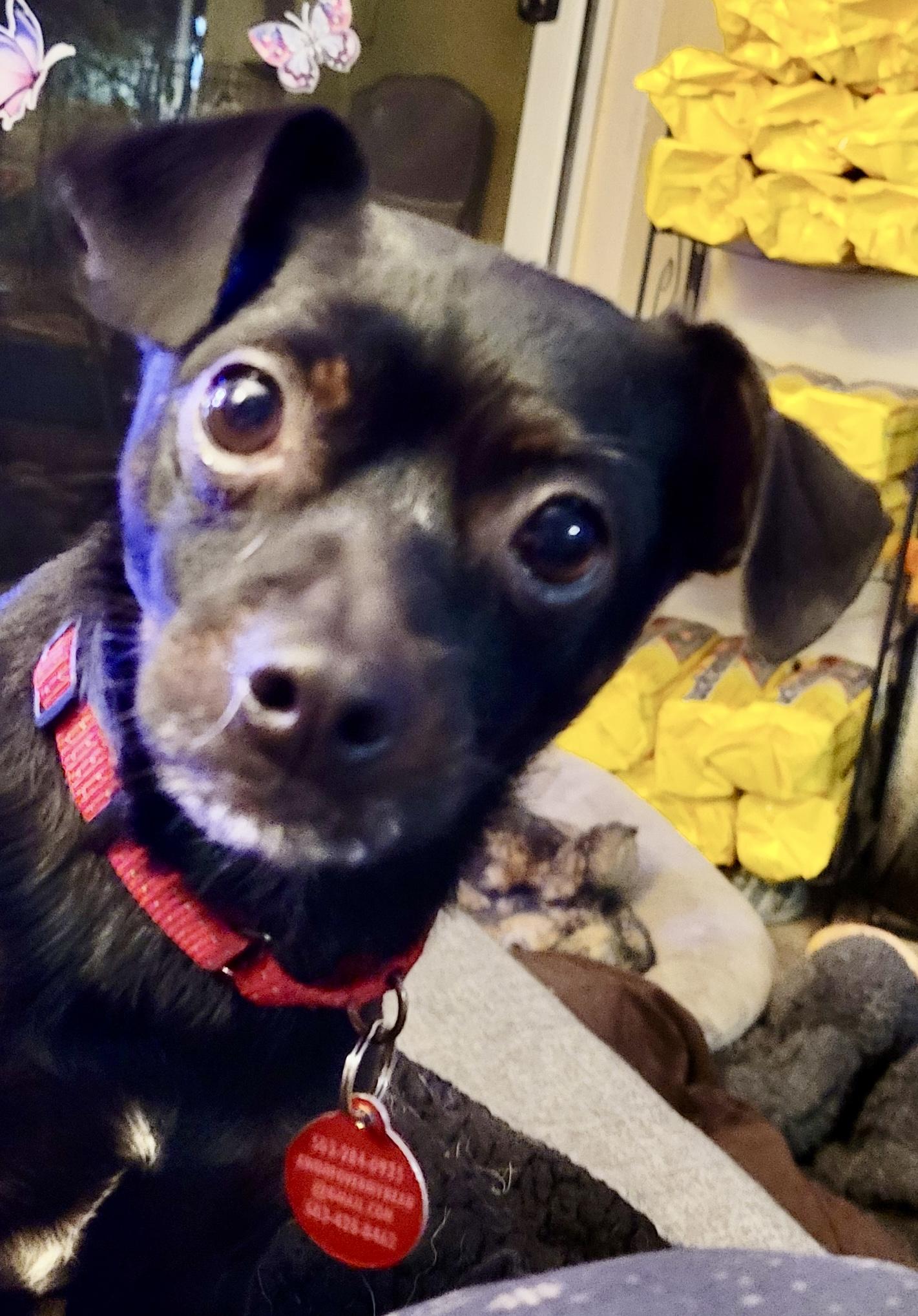 Gordo-:LOCAL sweet, snuggly, loves walks!