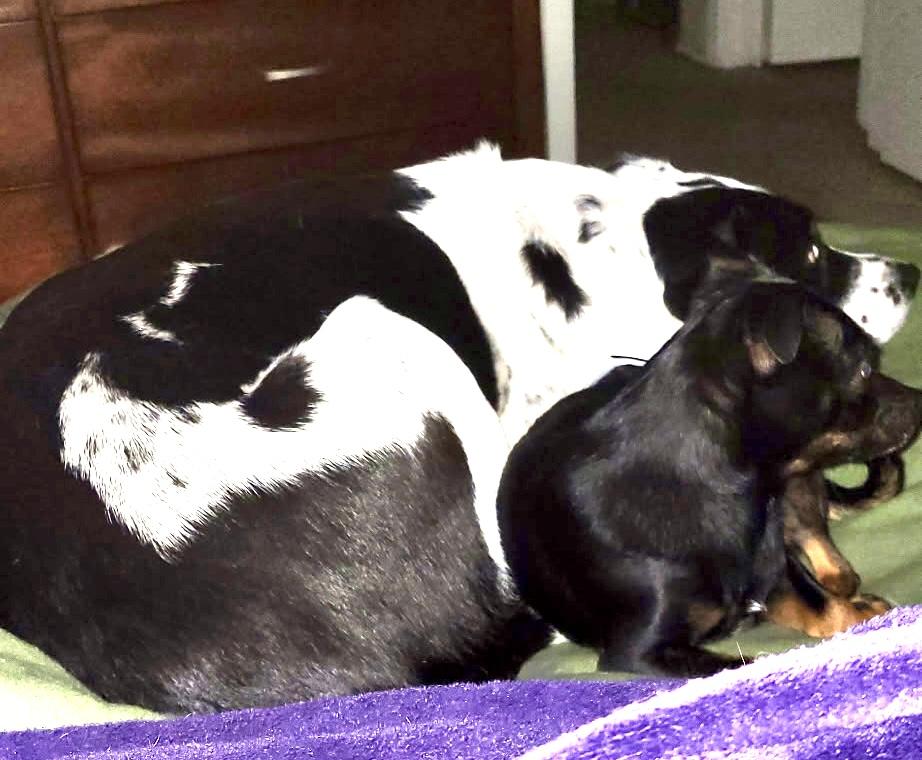 Gordo-:LOCAL sweet, snuggly, loves walks!