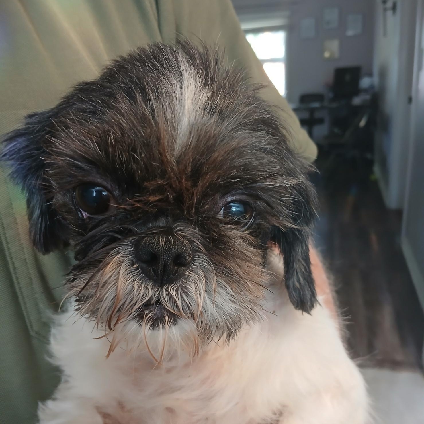 Nessie, an adoptable Shih Tzu in New Palestine, IN image 1/2