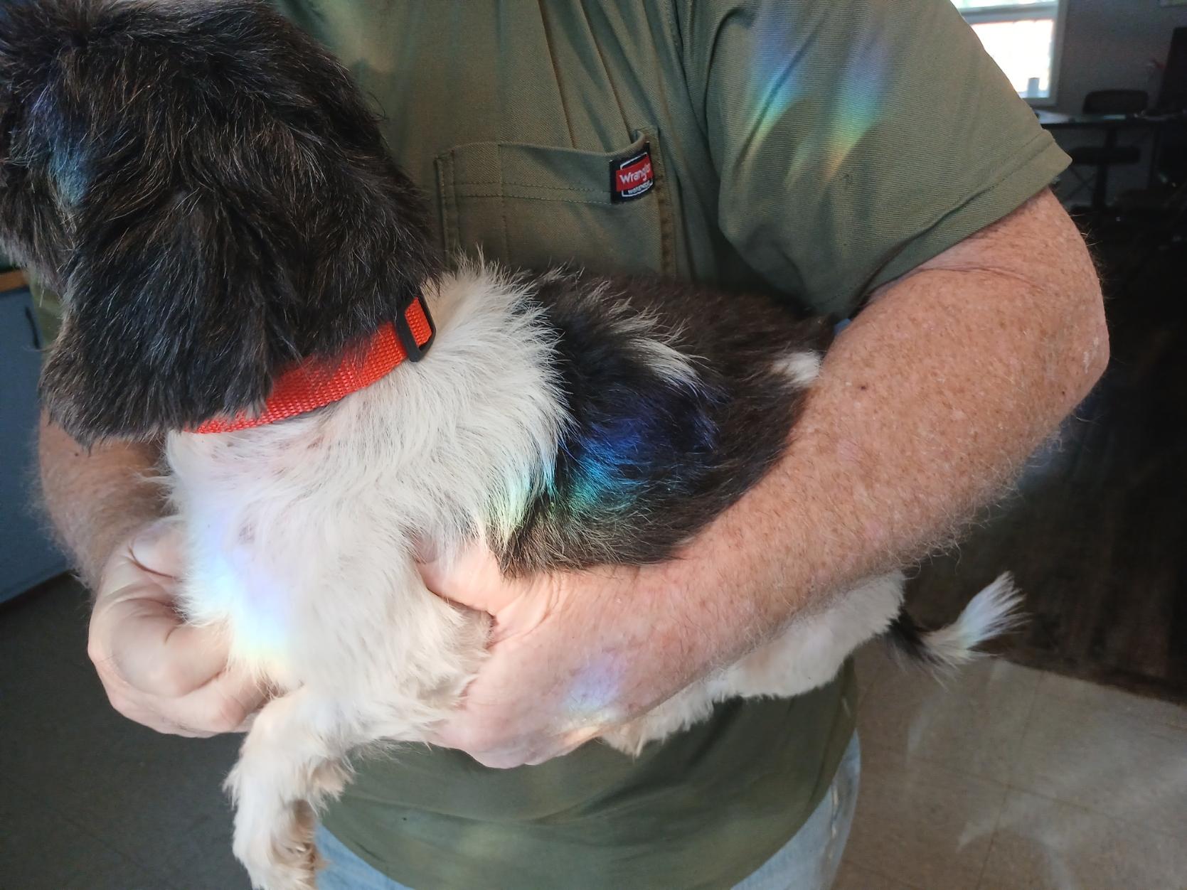 Nessie, an adoptable Shih Tzu in New Palestine, IN image 2/2
