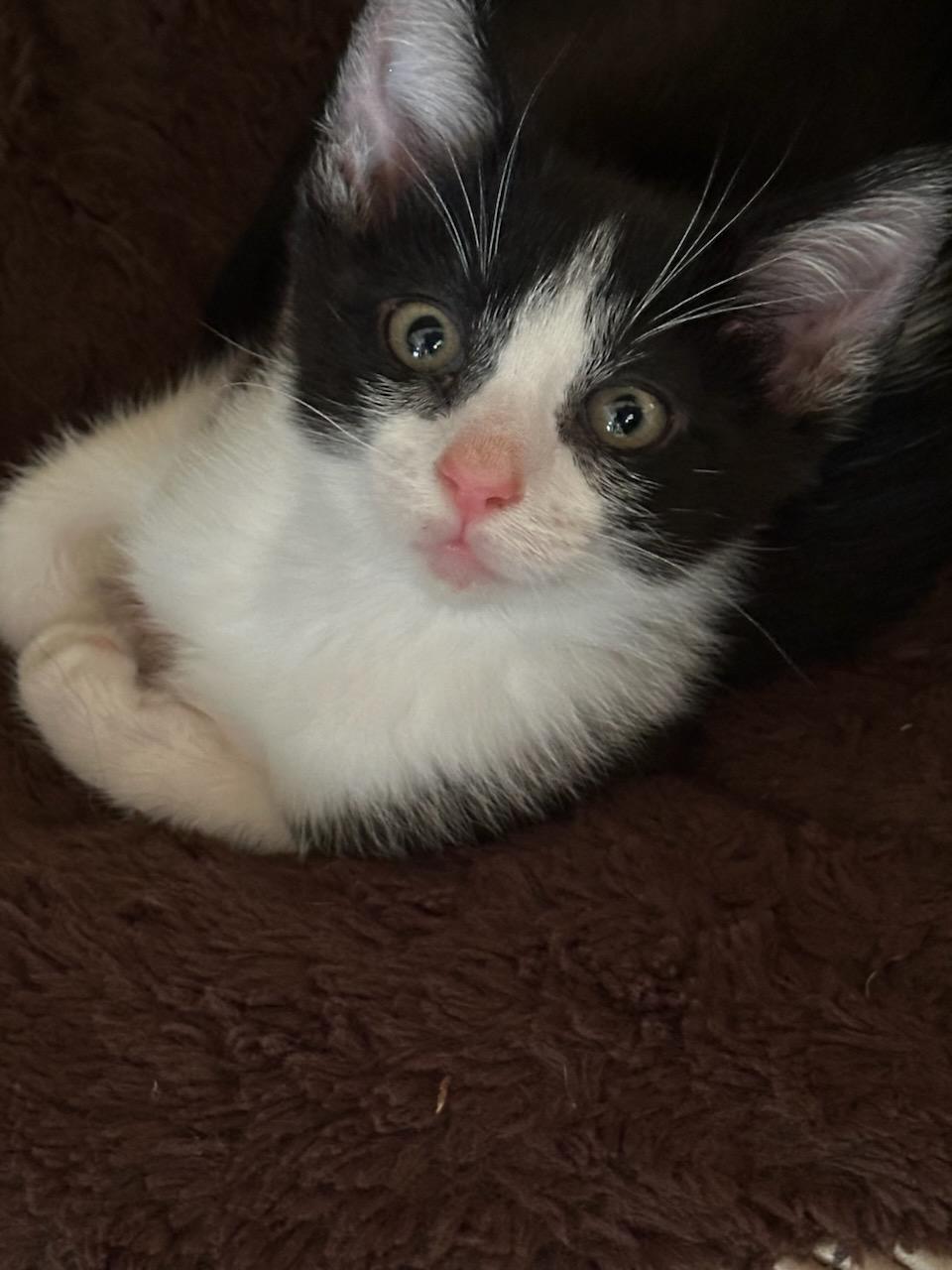 Lucky, a Adoptable mixed breed image 2/6