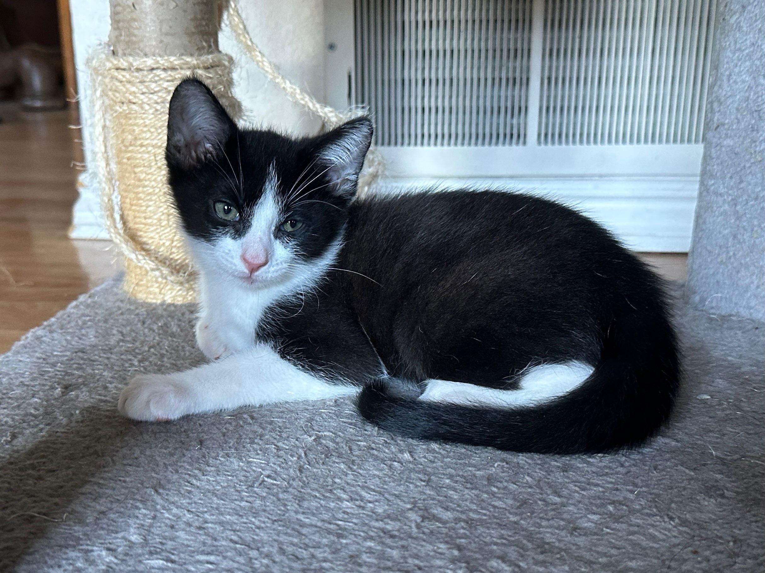 Lucky, a Adoptable mixed breed image 1/6