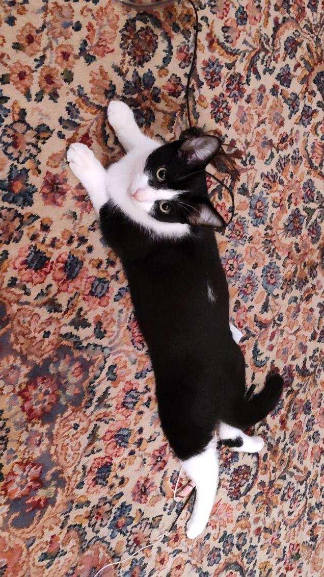 Lucky, Adoptable, Young Male Domestic Medium Hair.