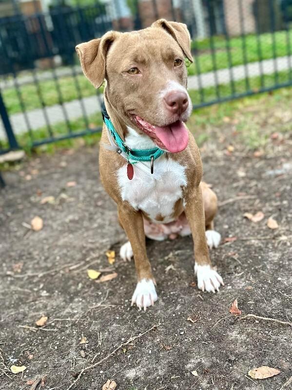 Doja Dog, Adoptable, Adult Female Mixed Breed.