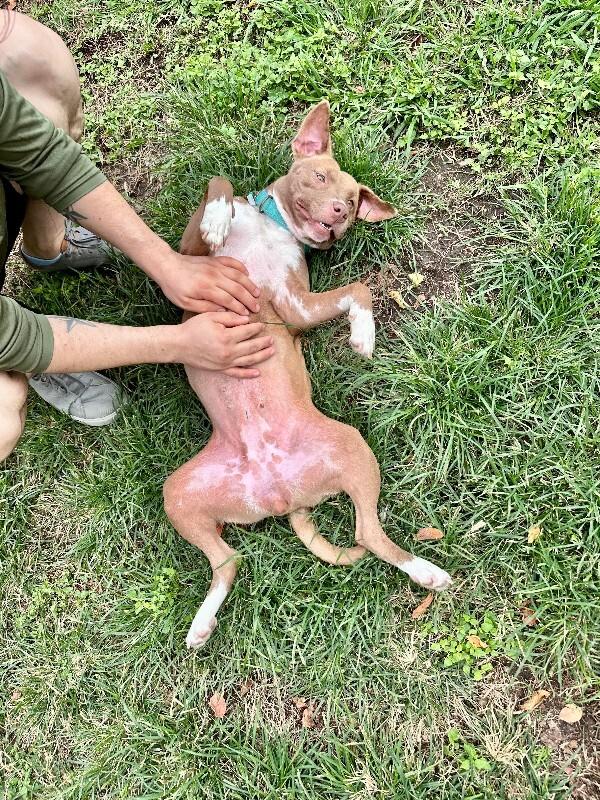 Enlarge Doja Dog, a Adoptable Mixed Breed in Westminster, CO image 2/6