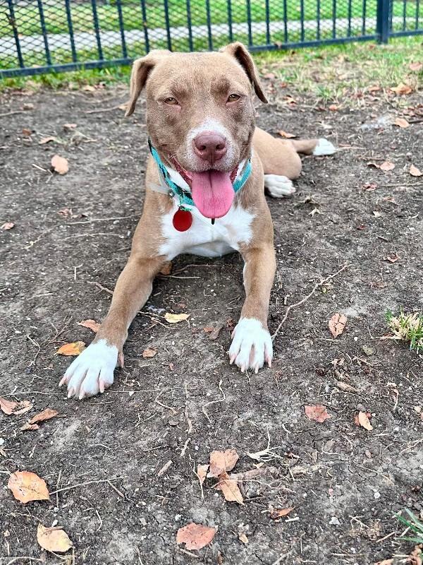 Enlarge Doja Dog, a Adoptable Mixed Breed in Westminster, CO image 3/6