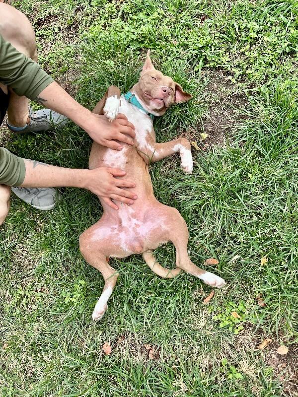 Enlarge Doja Dog, a Adoptable Mixed Breed in Westminster, CO image 4/6