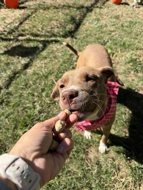 Enlarge Doja Dog, a Adoptable Mixed Breed in Westminster, CO image 2/6