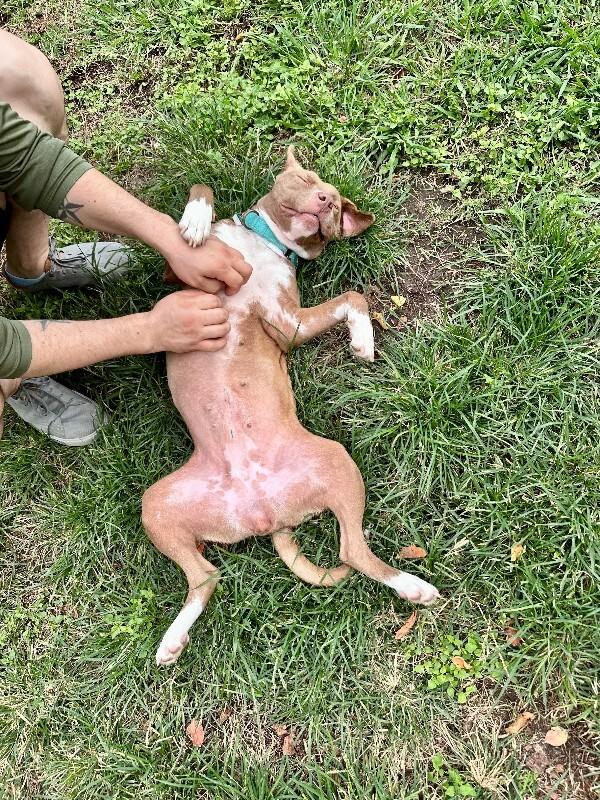 Enlarge Doja Dog, a Adoptable Mixed Breed in Westminster, CO image 5/6