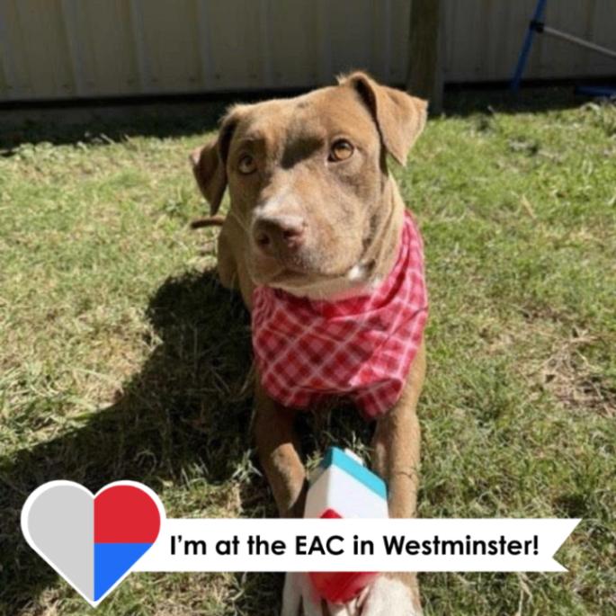 Enlarge Doja Dog, a Adoptable Mixed Breed in Westminster, CO image 6/6