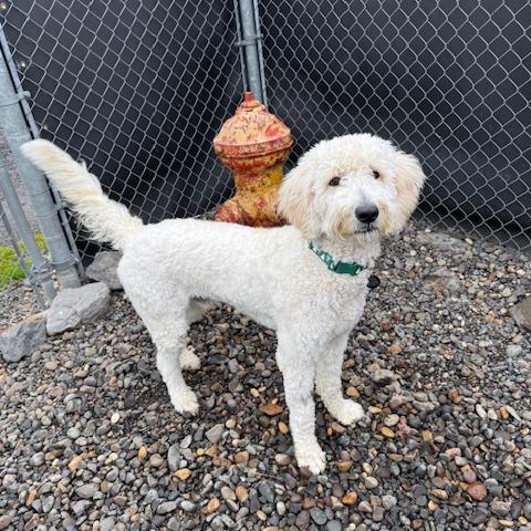 Will Ferrell, Adoptable, Young Male Mixed Breed.