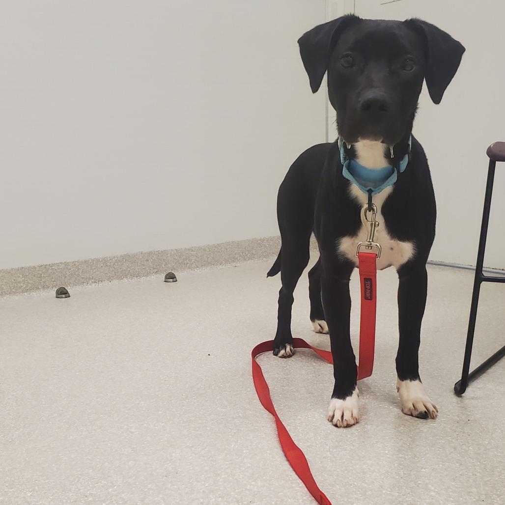 Bass, Adoptable, Young Male Mixed Breed.