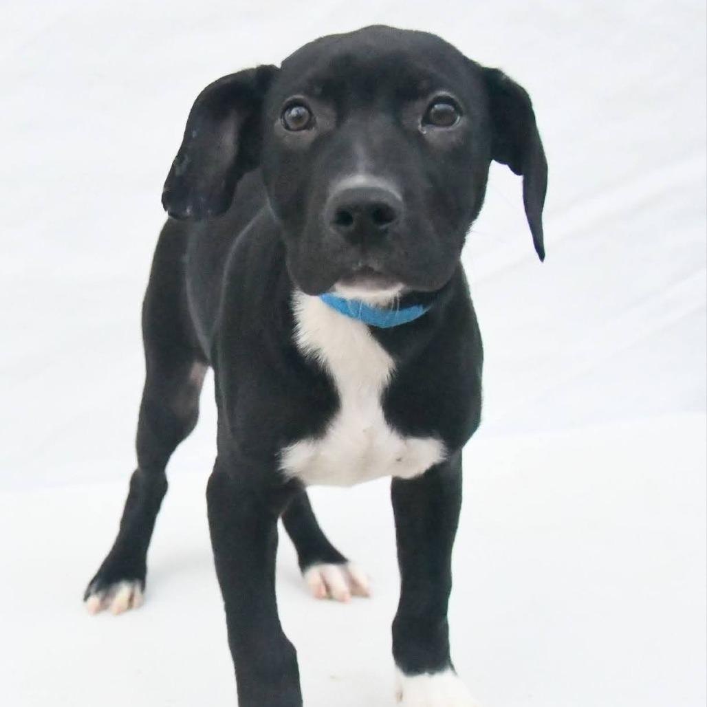 Enlarge Bass, a Adoptable Mixed Breed in Novelty, OH image 2/4