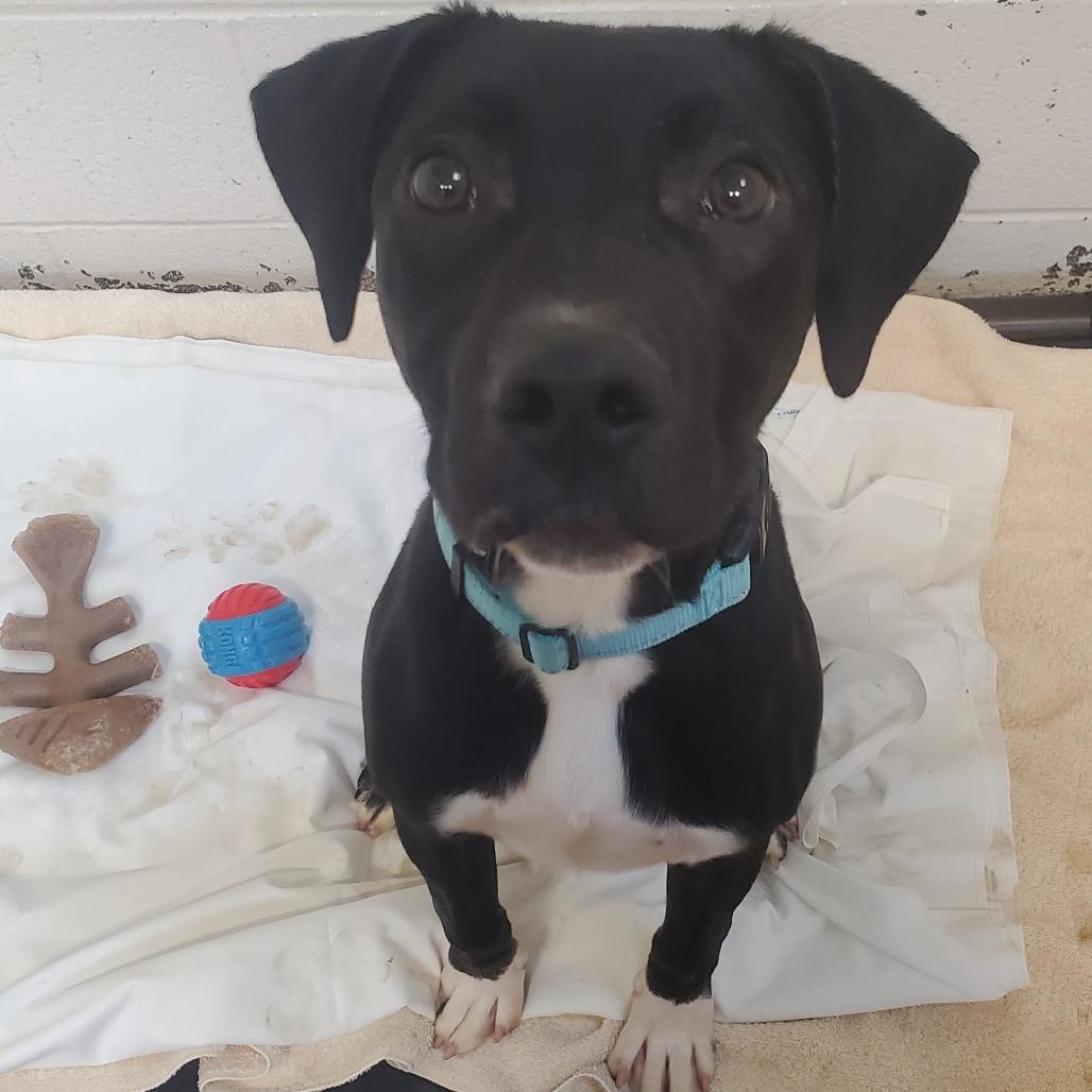 Enlarge Bass, a Adoptable Mixed Breed in Novelty, OH image 3/4