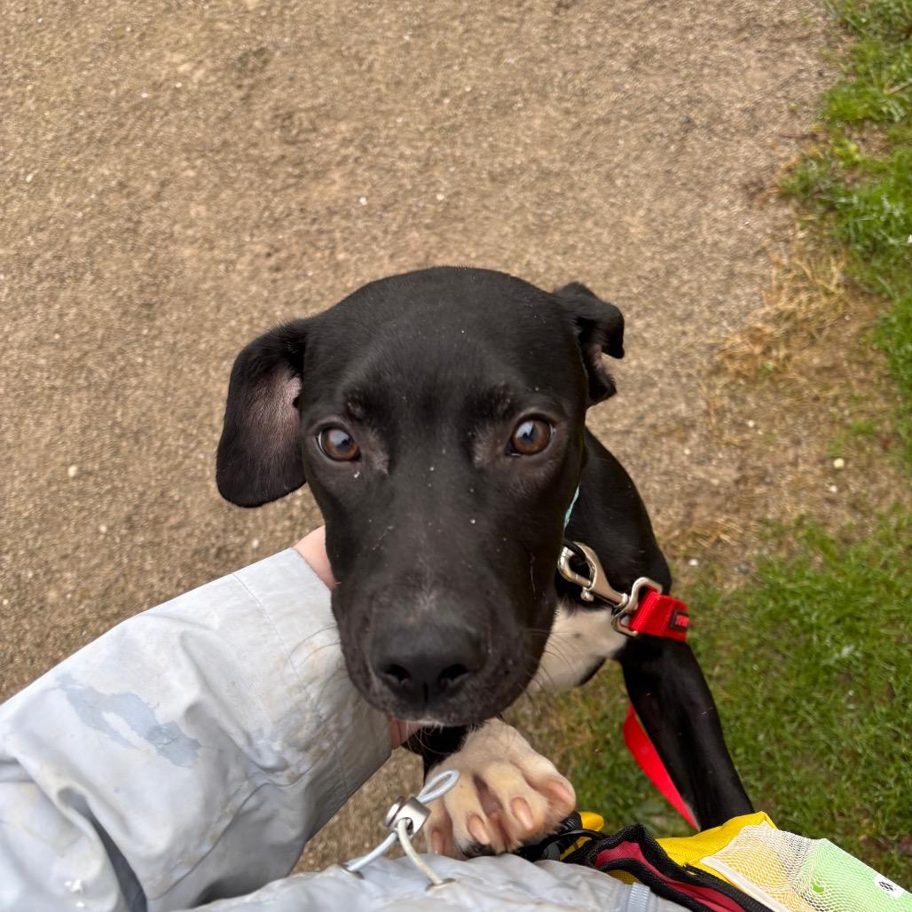 Enlarge Bass, a Adoptable Mixed Breed in Novelty, OH image 4/4