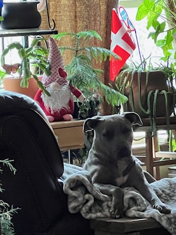 Holly, Adult Female Pit Bull Terrier