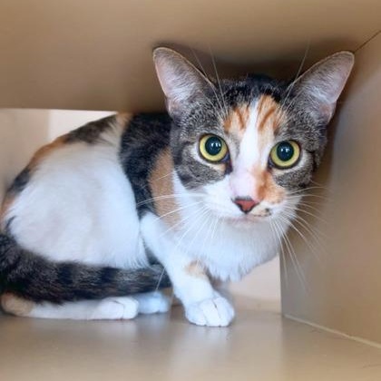 Francine, ADOPTABLE, Adult Female Domestic Short Hair.