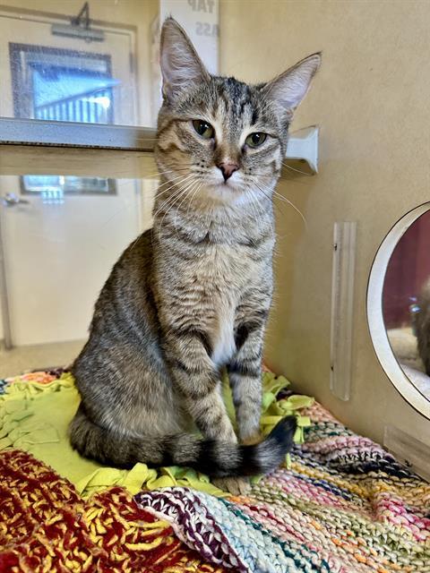 Enlarge NALA, a Adoptable Domestic Short Hair in Frisco, CO image 1/1