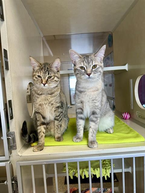 LILU, Adoptable, Young Female Domestic Short Hair.