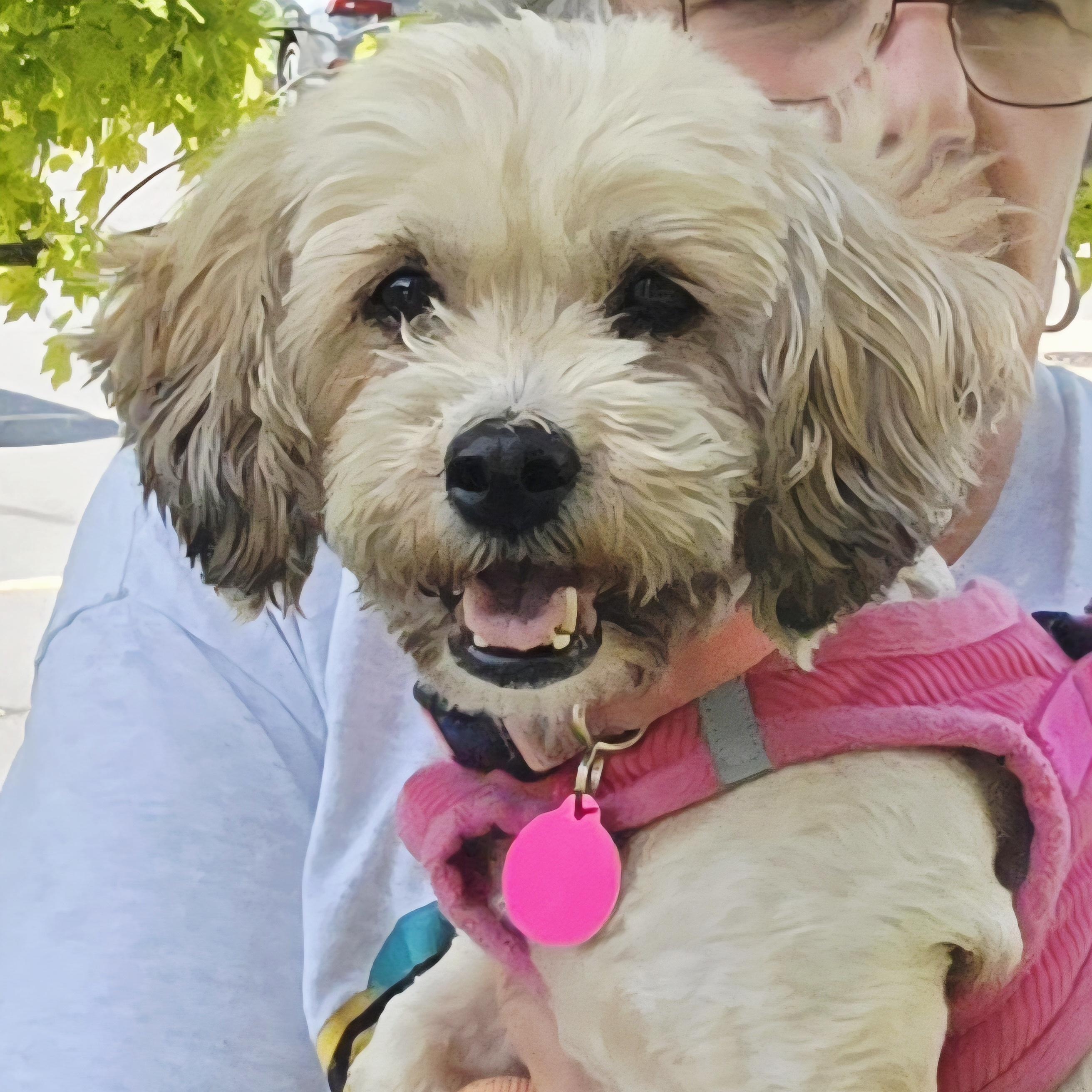 Savannah - ADOPTION PENDING, an adoptable Cavapoo in Fowlerville, MI, 48836 | Photo Image 1