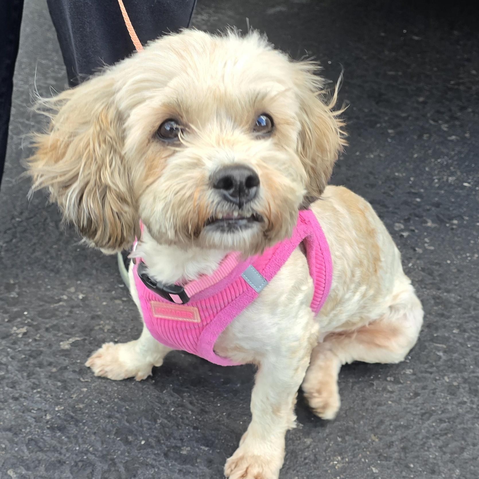 Enlarge Savannah - ADOPTION PENDING, a Adopted Cavapoo in Fowlerville, MI image 2/3