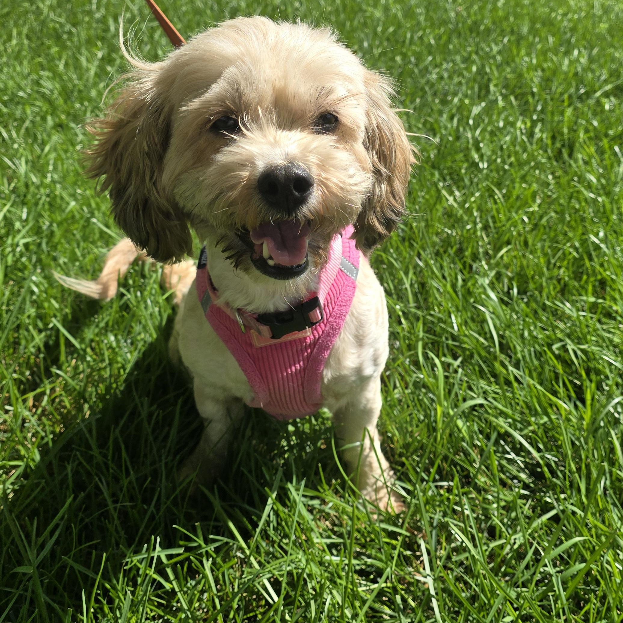 Savannah - ADOPTION PENDING, an adoptable Cavapoo in Fowlerville, MI, 48836 | Photo Image 2