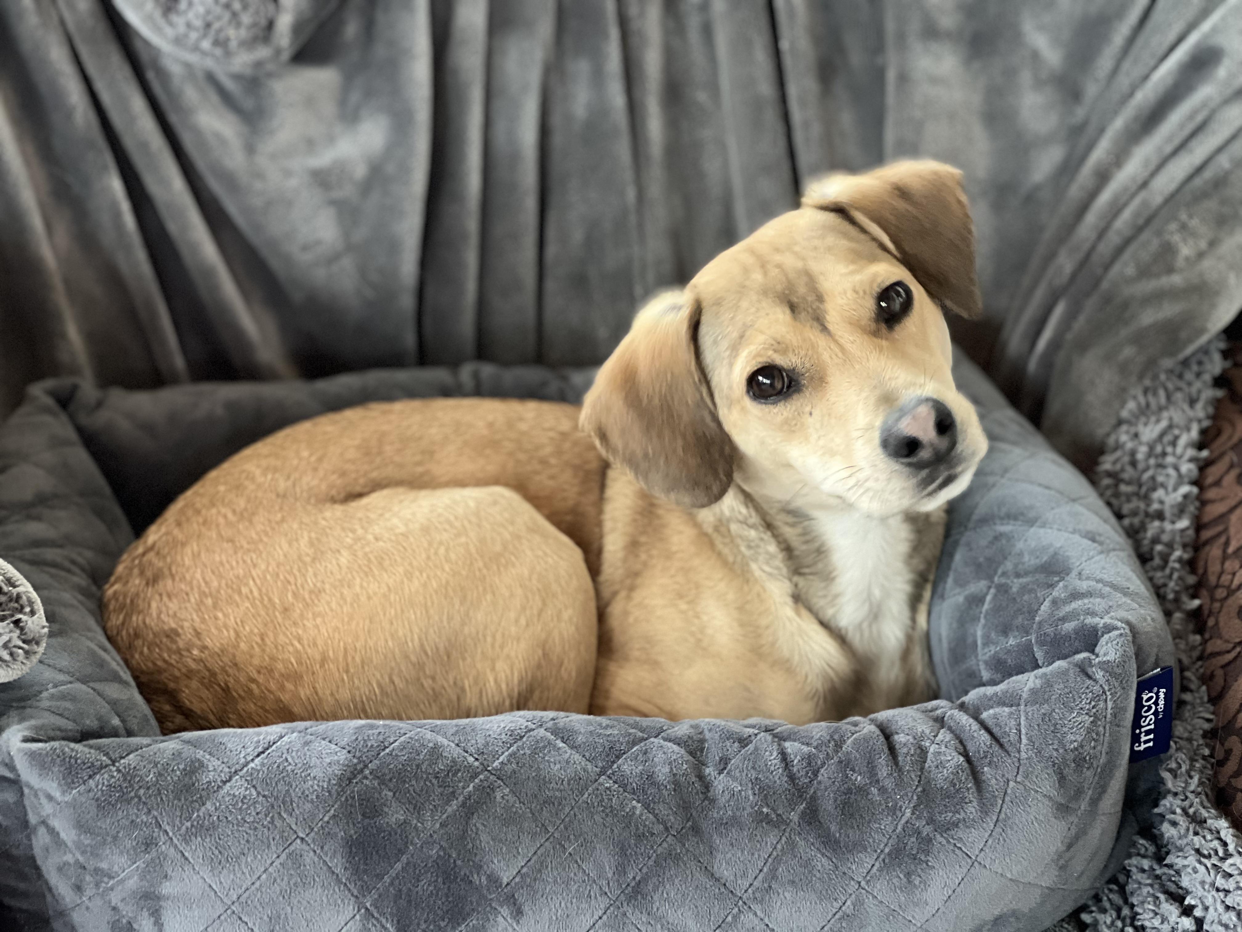 Enlarge Snickers, a Adoptable mixed breed in Albany, NY image 1/4