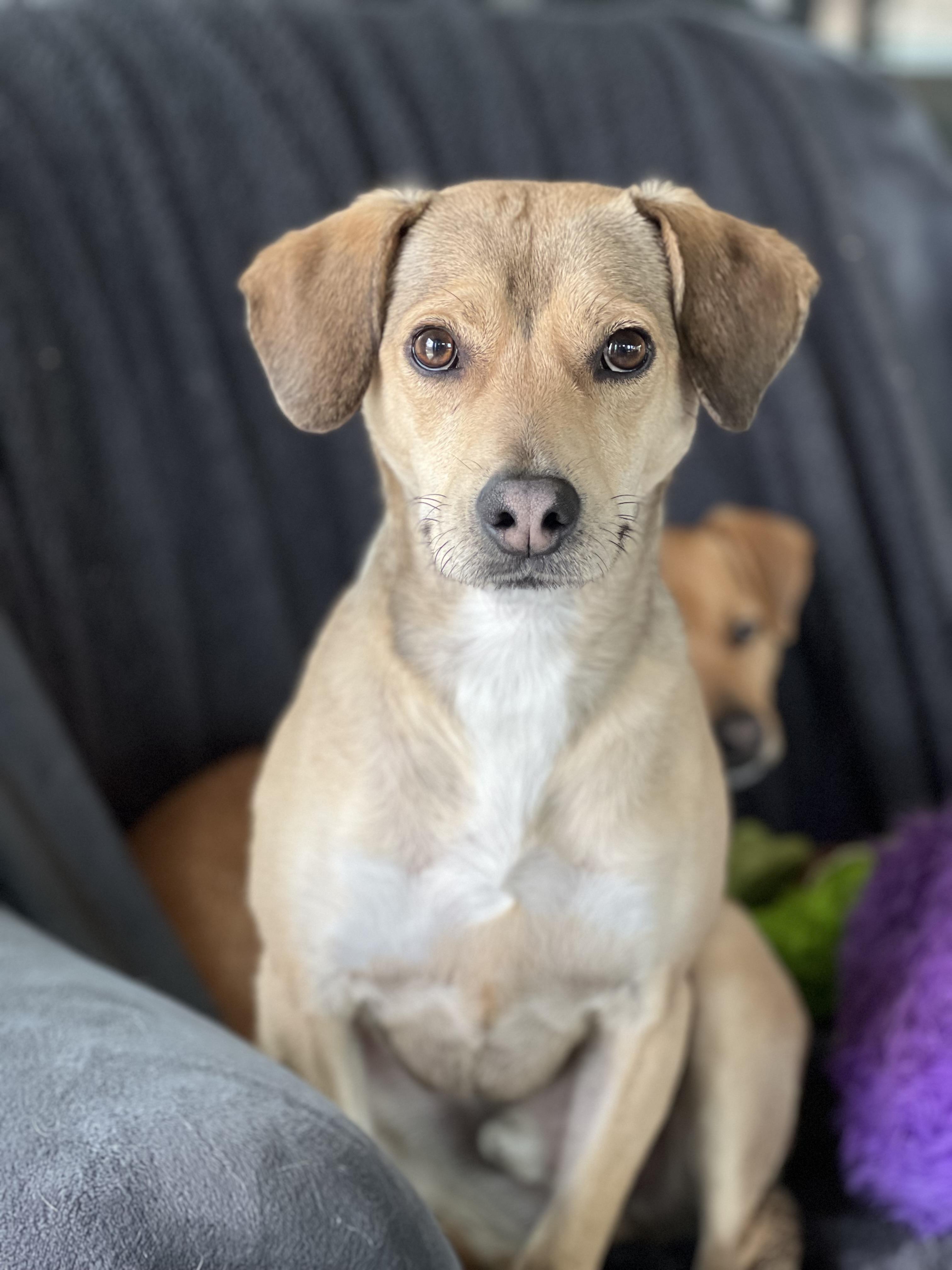 Enlarge Snickers, a Adoptable mixed breed in Albany, NY image 2/4