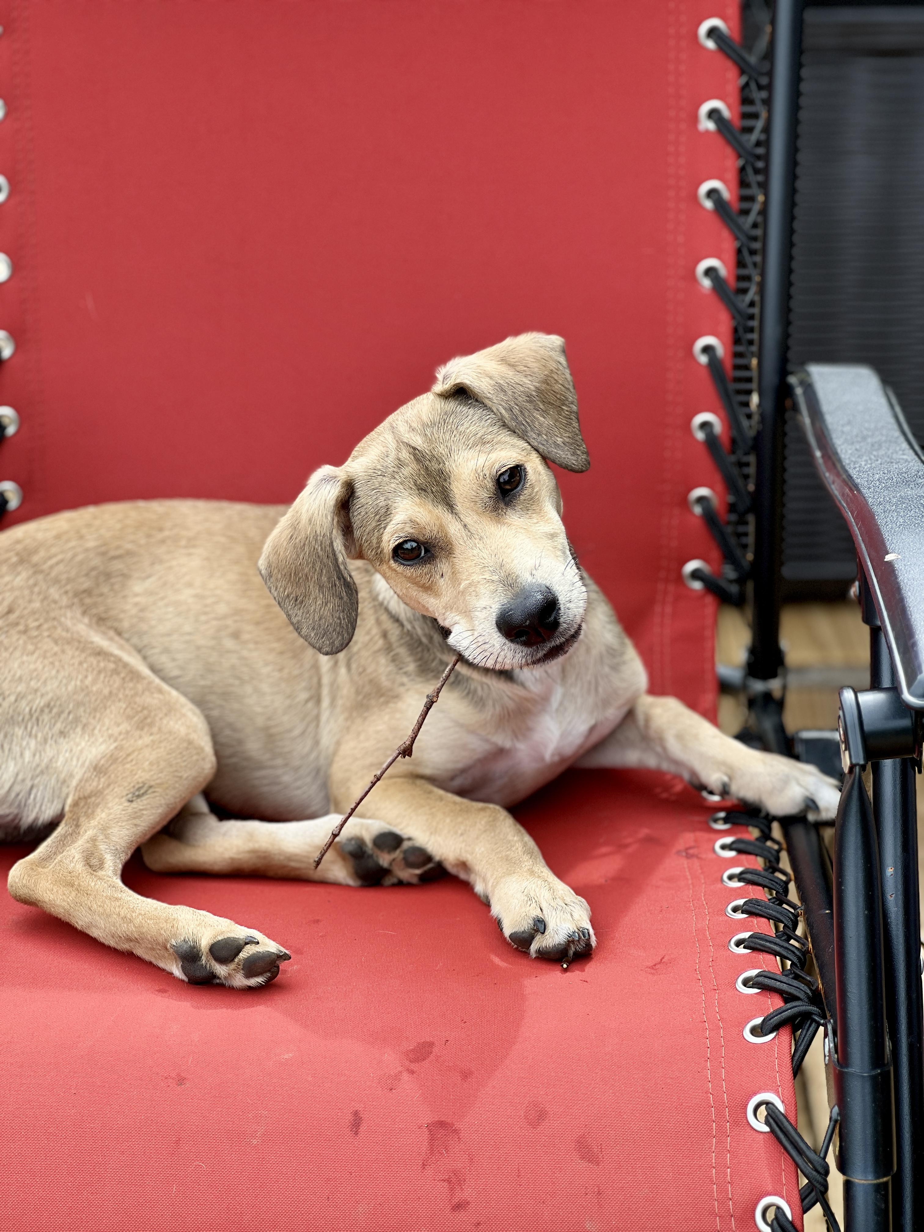 Enlarge Snickers, a Adoptable mixed breed in Albany, NY image 3/4