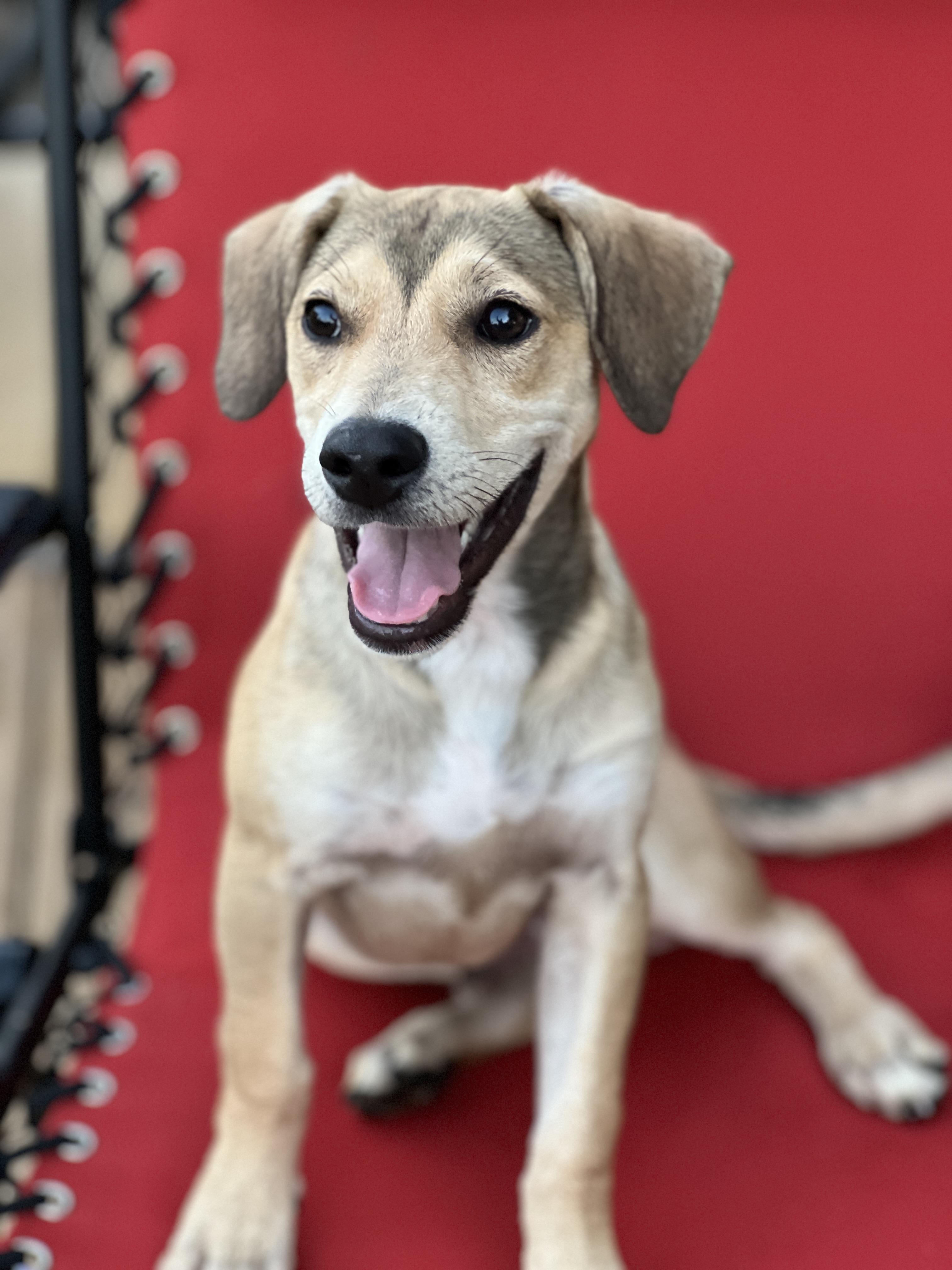 Enlarge Snickers, a Adoptable mixed breed in Albany, NY image 4/4