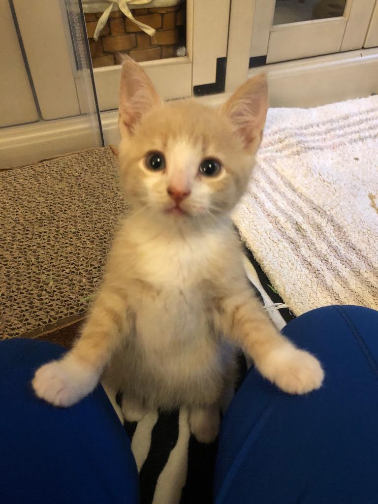 Cream, a Adoptable Domestic Short Hair in Brainardsville, NY image 2/6