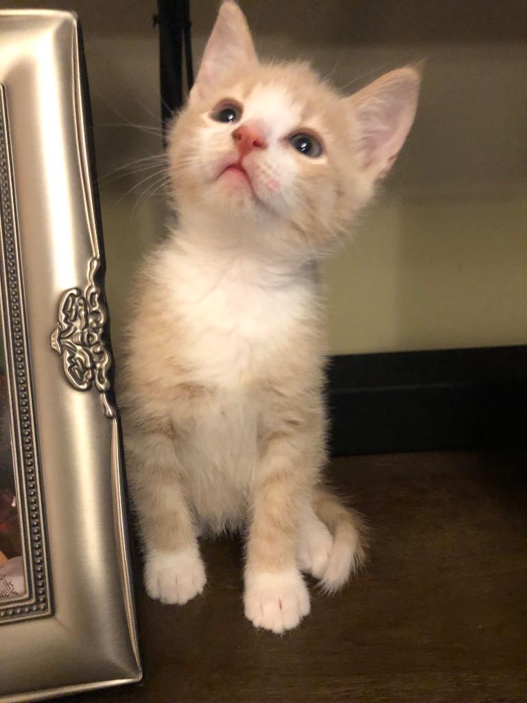 Cream, a Adoptable Domestic Short Hair in Brainardsville, NY image 3/6